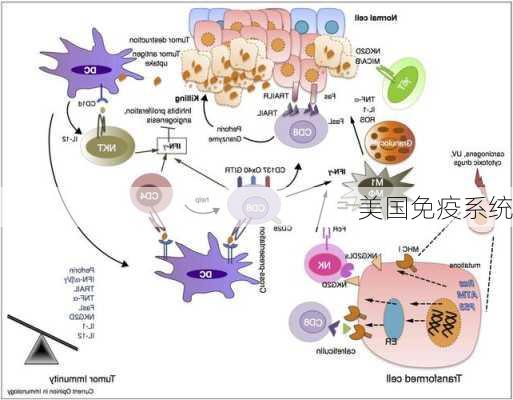 美国免疫系统