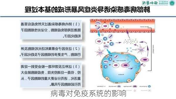 病毒对免疫系统的影响