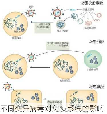 不同变异病毒对免疫系统的影响