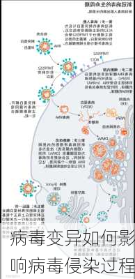 病毒变异如何影响病毒侵染过程