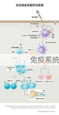 免疫系统