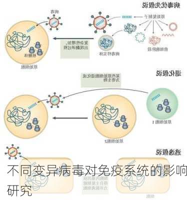 不同变异病毒对免疫系统的影响研究