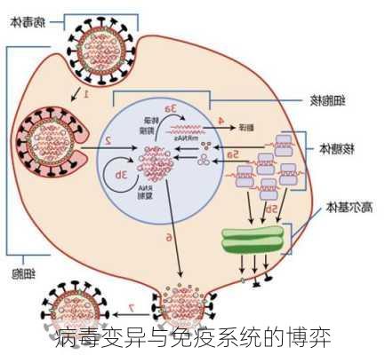 病毒变异与免疫系统的博弈