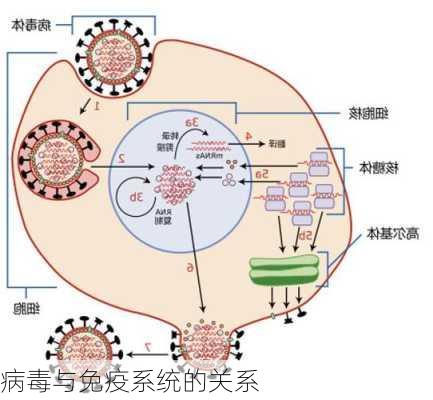 病毒与免疫系统的关系