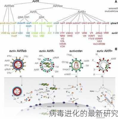 病毒进化的最新研究