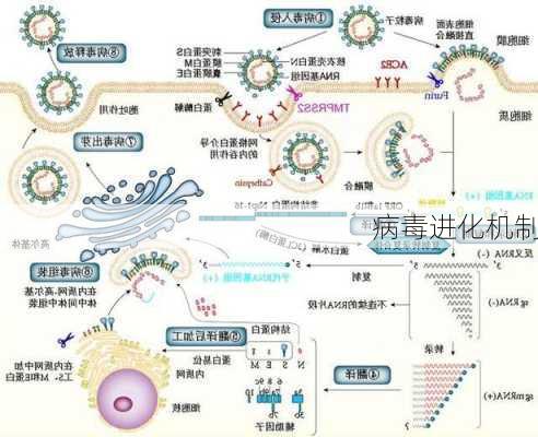 病毒进化机制