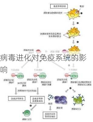 病毒进化对免疫系统的影响