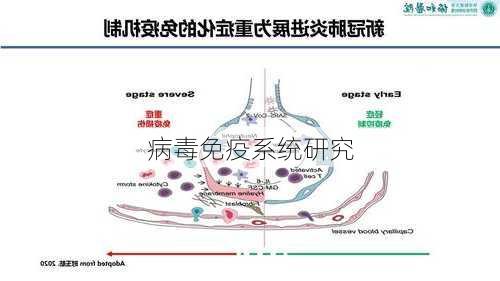 病毒免疫系统研究