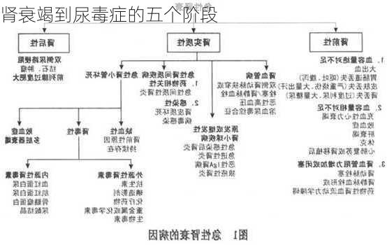 肾衰竭到尿毒症的五个阶段