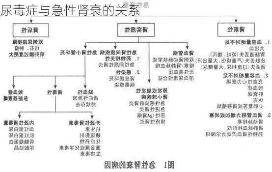 尿毒症与急性肾衰的关系