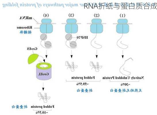 RNA折纸与蛋白质合成