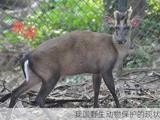 我国野生动物保护的现状