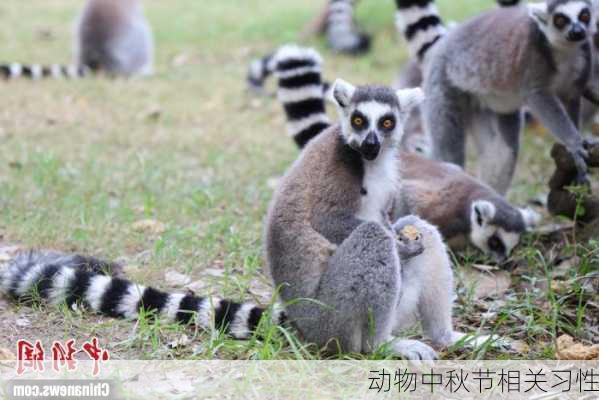 动物中秋节相关习性