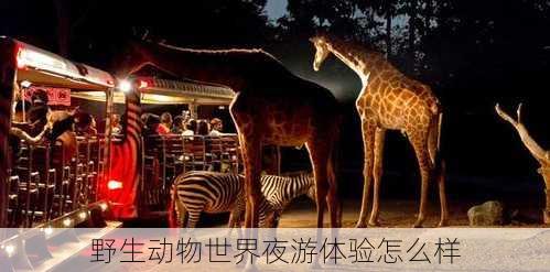 野生动物世界夜游体验怎么样