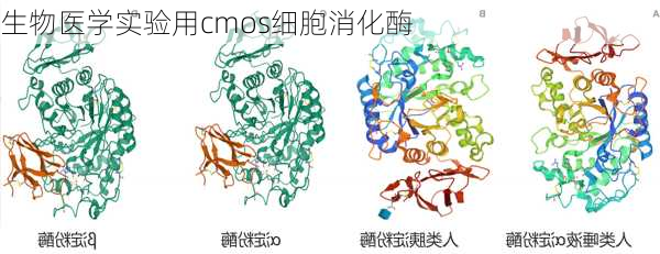 生物医学实验用cmos细胞消化酶