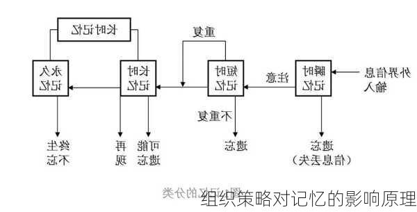 组织策略对记忆的影响原理