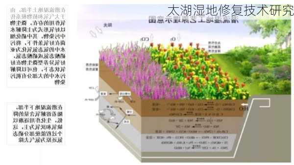 太湖湿地修复技术研究