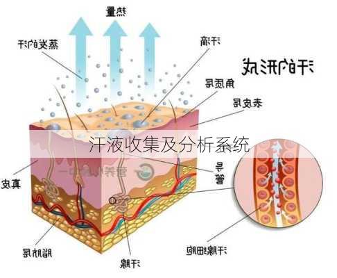 汗液收集及分析系统