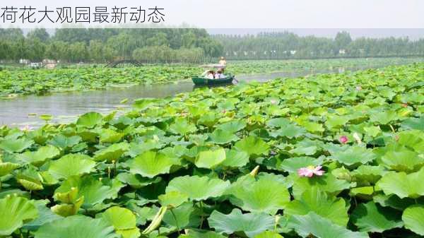 荷花大观园最新动态