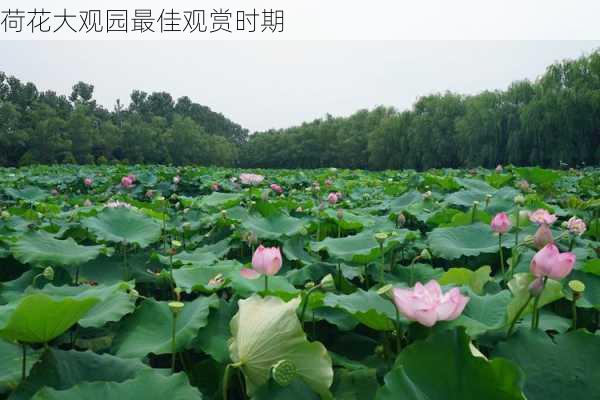 荷花大观园最佳观赏时期