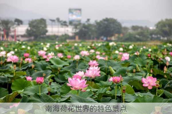 南海荷花世界的特色景点