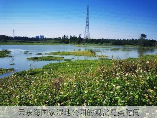 云东海国家湿地公园的观赏鸟类时间