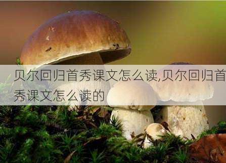 贝尔回归首秀课文怎么读,贝尔回归首秀课文怎么读的